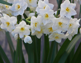 daffodils-get-growing