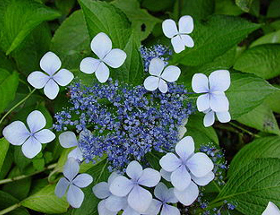 lacecap-hydrangea-get-growing