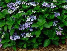 lacecap-hydrangea-shrub-get-growing