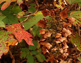 oakleaf-hydrangea-fall-foliage-get-growing