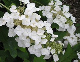 oakleaf-hydrangea-get-growing